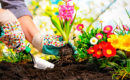 ¿Cómo mantener su jardín bonito de forma eficiente?