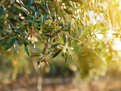 El olivo: un símbolo para tu jardín