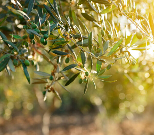 El olivo: un símbolo para tu jardín