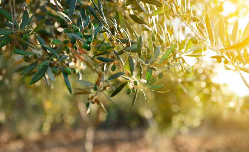 El olivo: un símbolo para tu jardín