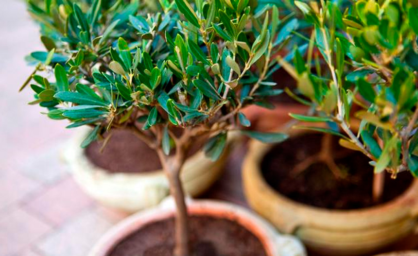 los cuidados del olivo