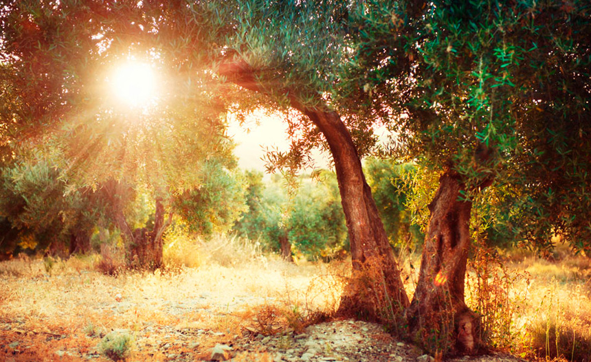 requisitos del olivo