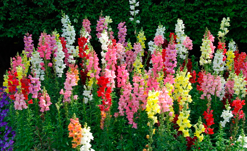 Boca de dragón Boca de dragón
