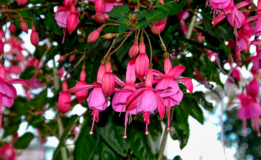 Fuchsia Fuchsia
