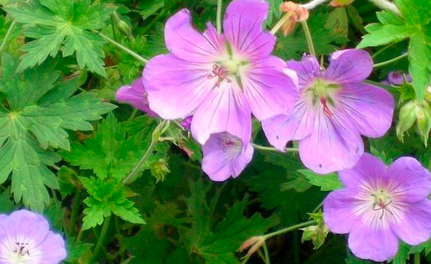 Geranio Rozanne Geranio Rozanne