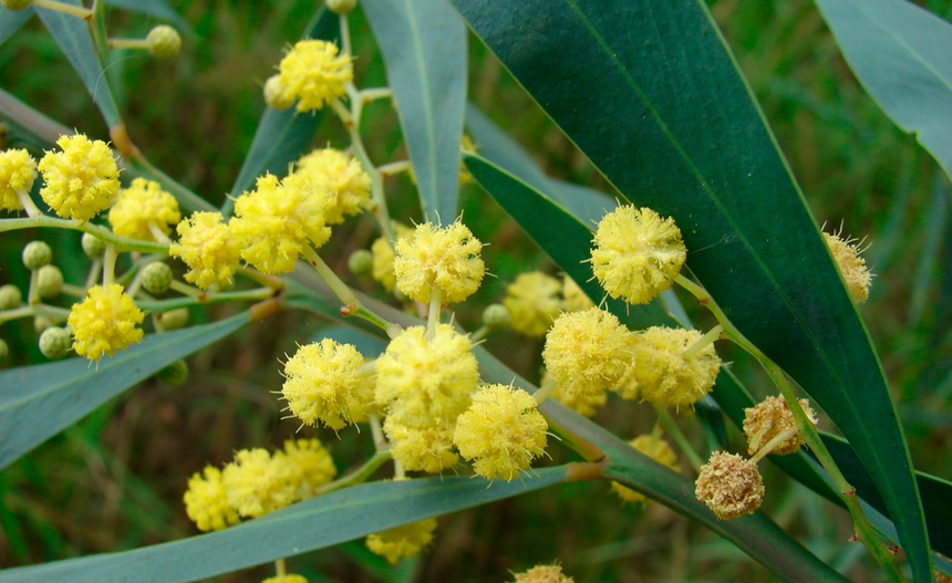 Mimosa de las Cuatro Estaciones Mimosa de las Cuatro Estaciones