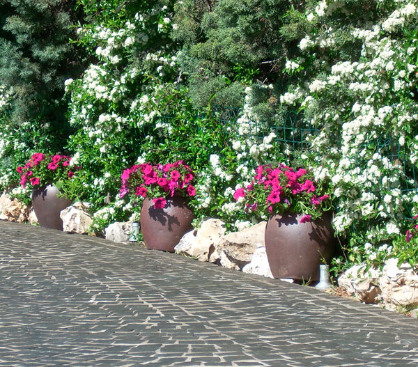 Qué flores elegir para un jardín perfecto todo el año