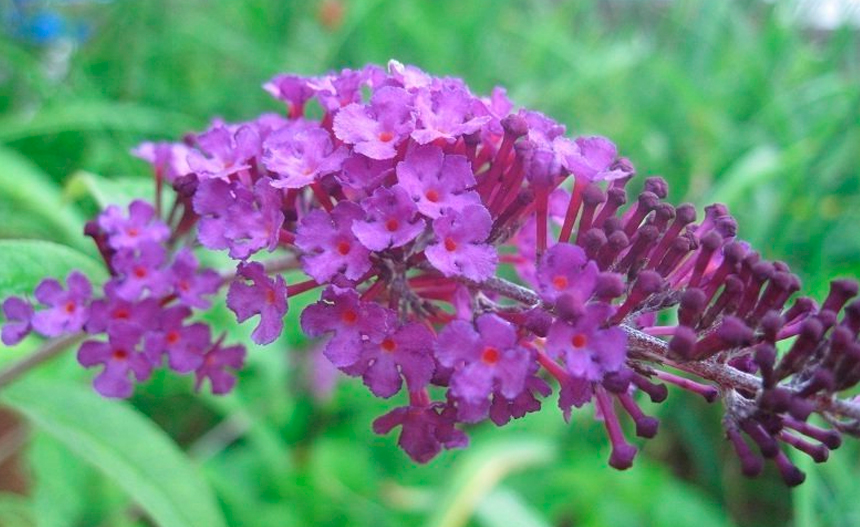 Verbena bonariensis Verbena bonariensis