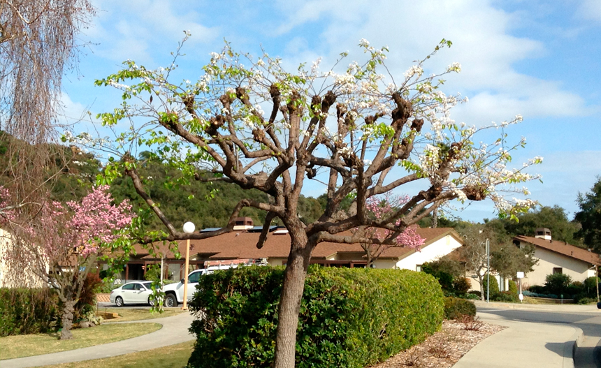 ¿Cuáles son los motivos para podar un árbol? ¿Cuáles son los motivos para podar un árbol?