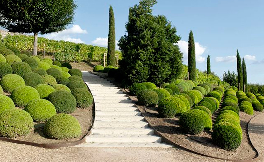 Cuando se podan los árboles por su estética Cuando se podan los árboles por su estética