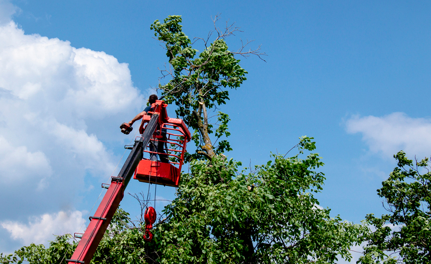 Poda de árboles grandes Poda de árboles grandes