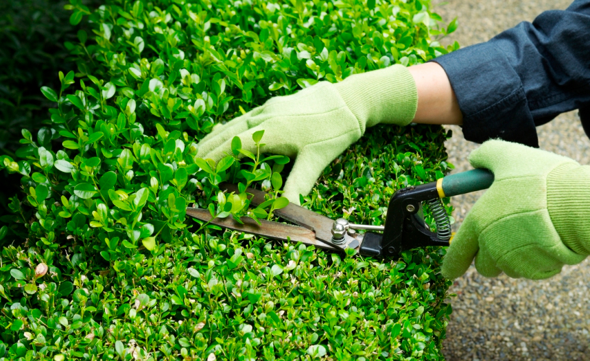 Poda de arbustos