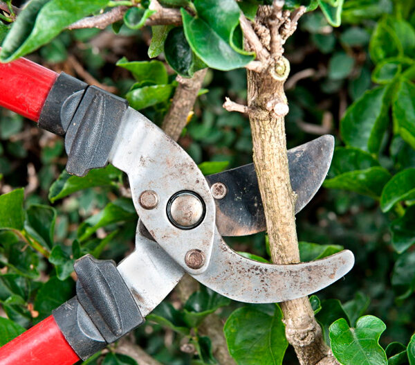 Cuando se podan los árboles por su estética