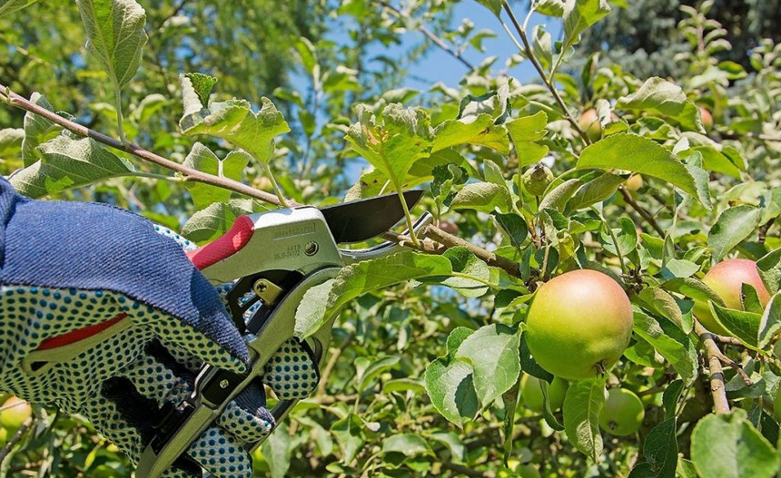 Para obtener más beneficios en la producción de árboles frutales