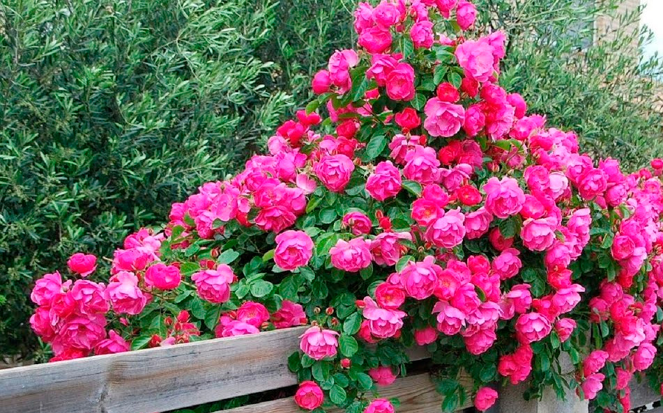 Flores de temporada para sembrar en mayo