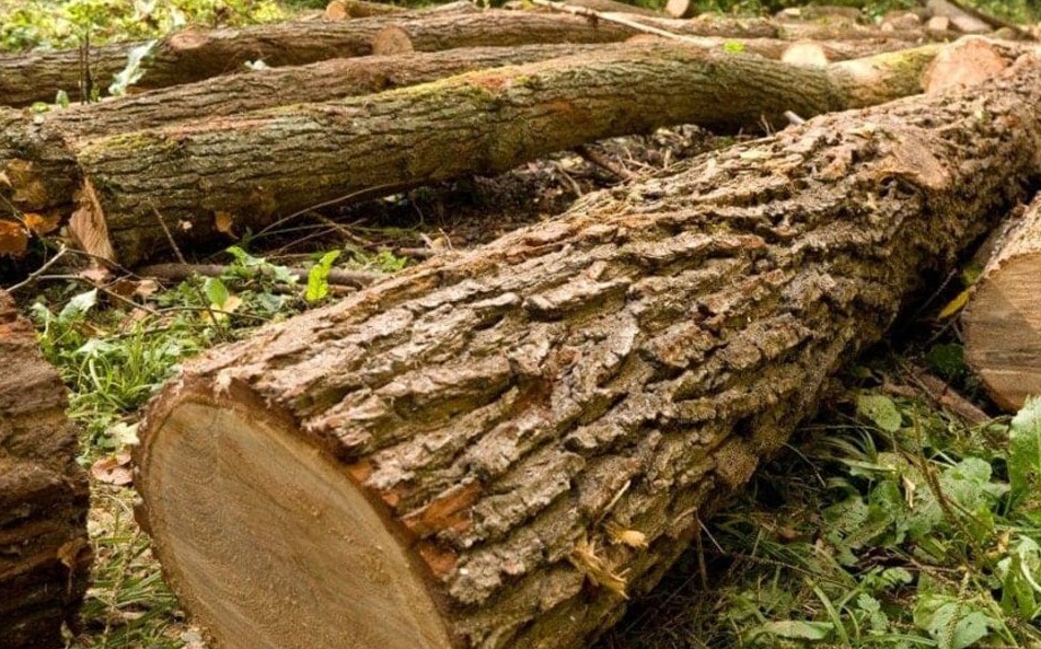 Tala de árboles: datos técnicos y ambientales que sorprenden Tala de árboles: datos técnicos y ambientales que sorprenden