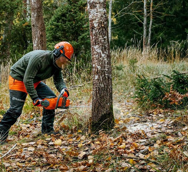 Información importante que no sabías sobre la tala de árboles
